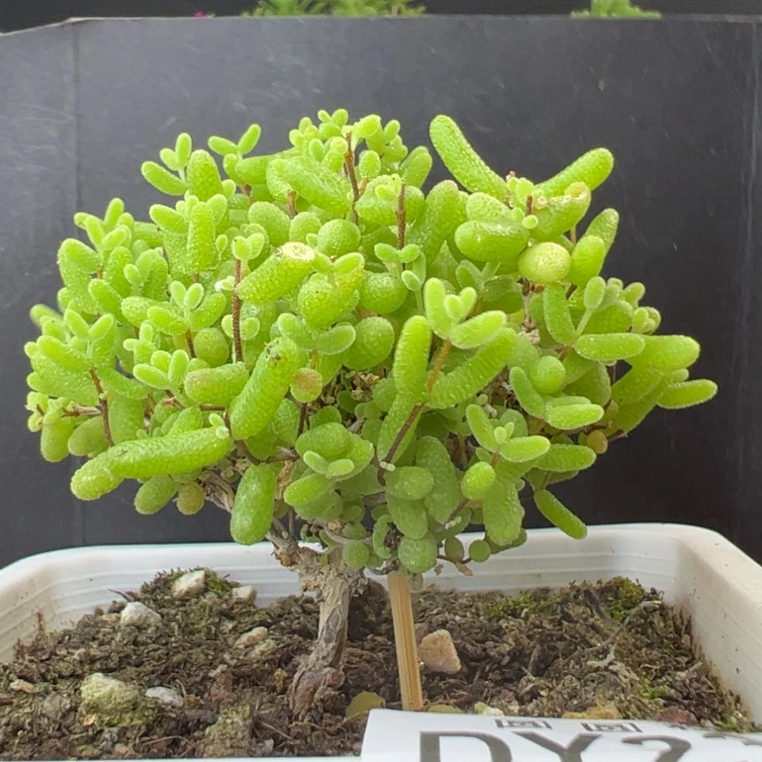 【闪购商品】dy2367蜜橘糖球冠幅6cm