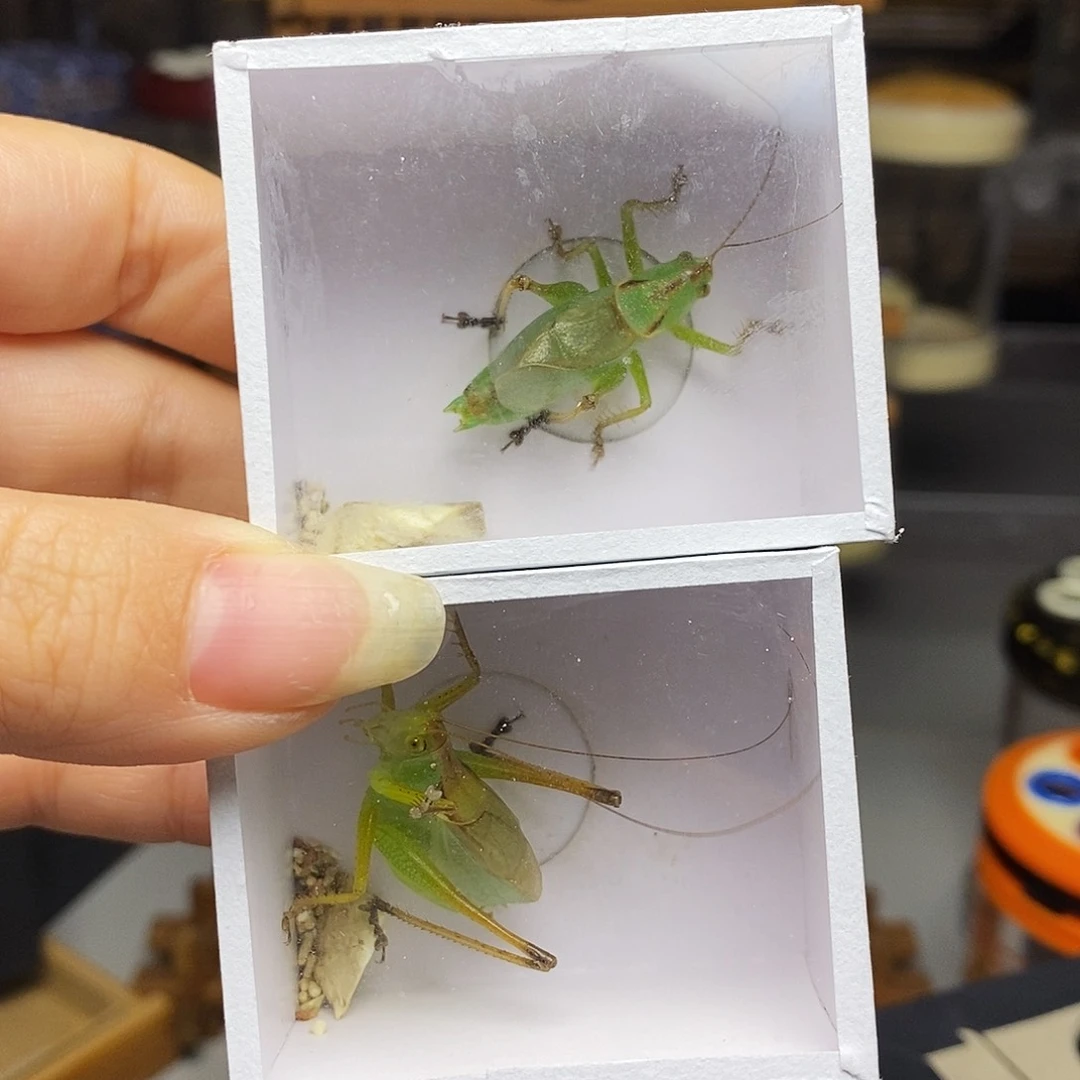 扎嘴哈哈哈哈哈哈哈哈