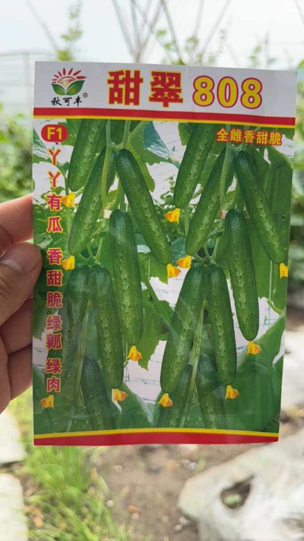 甜脆808香黄瓜