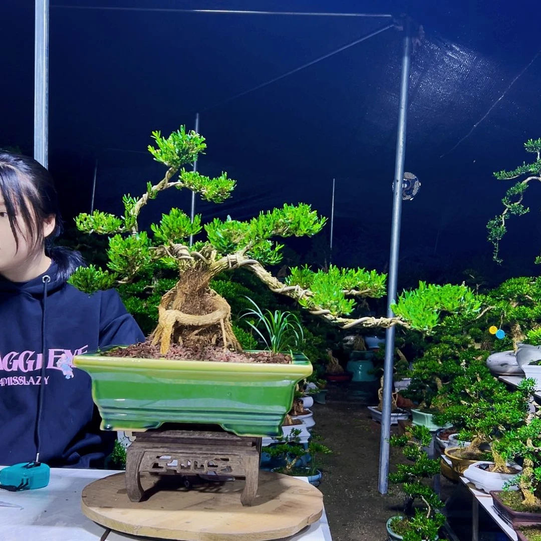 无花朵黄杨木