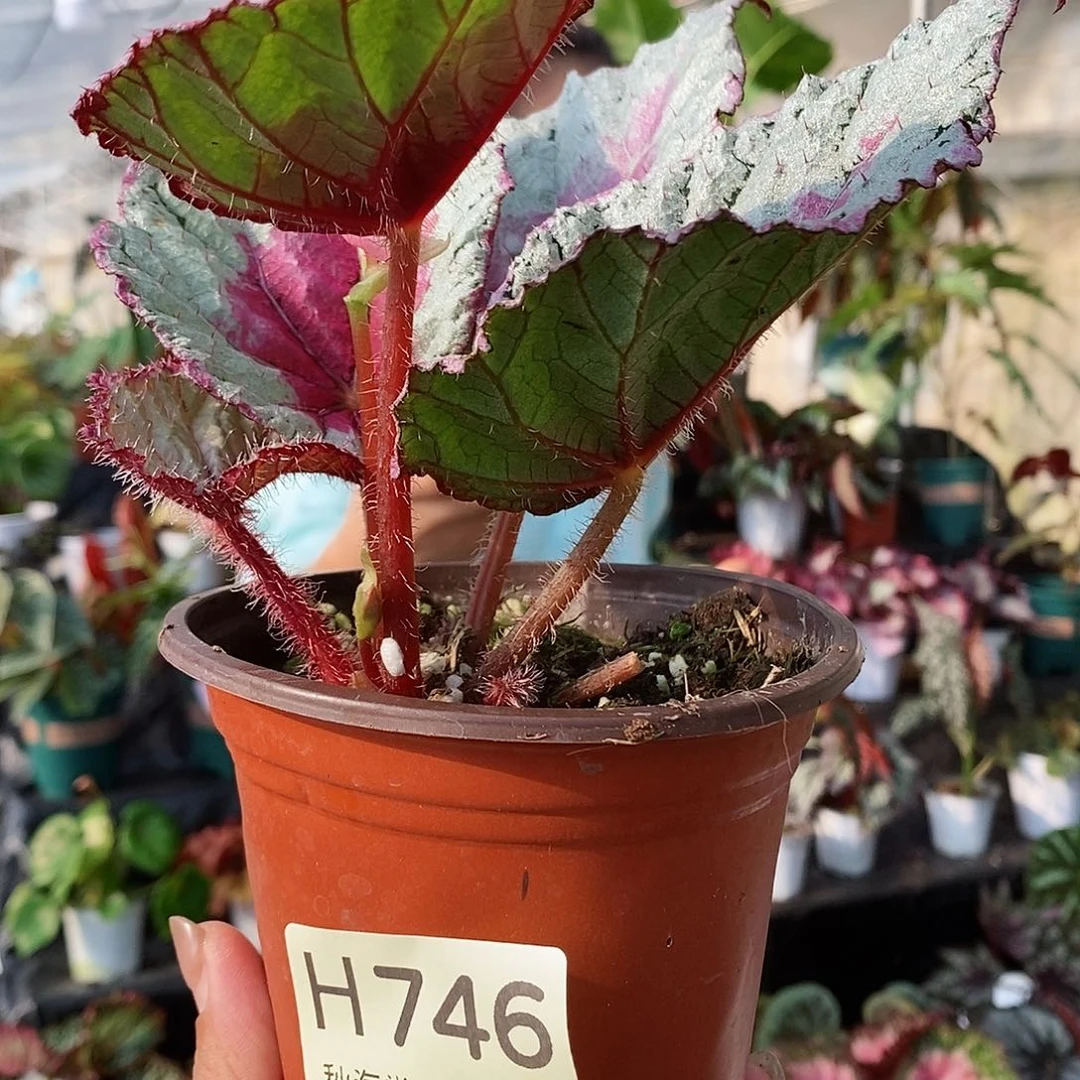 不开花植物元****肠秋海棠746