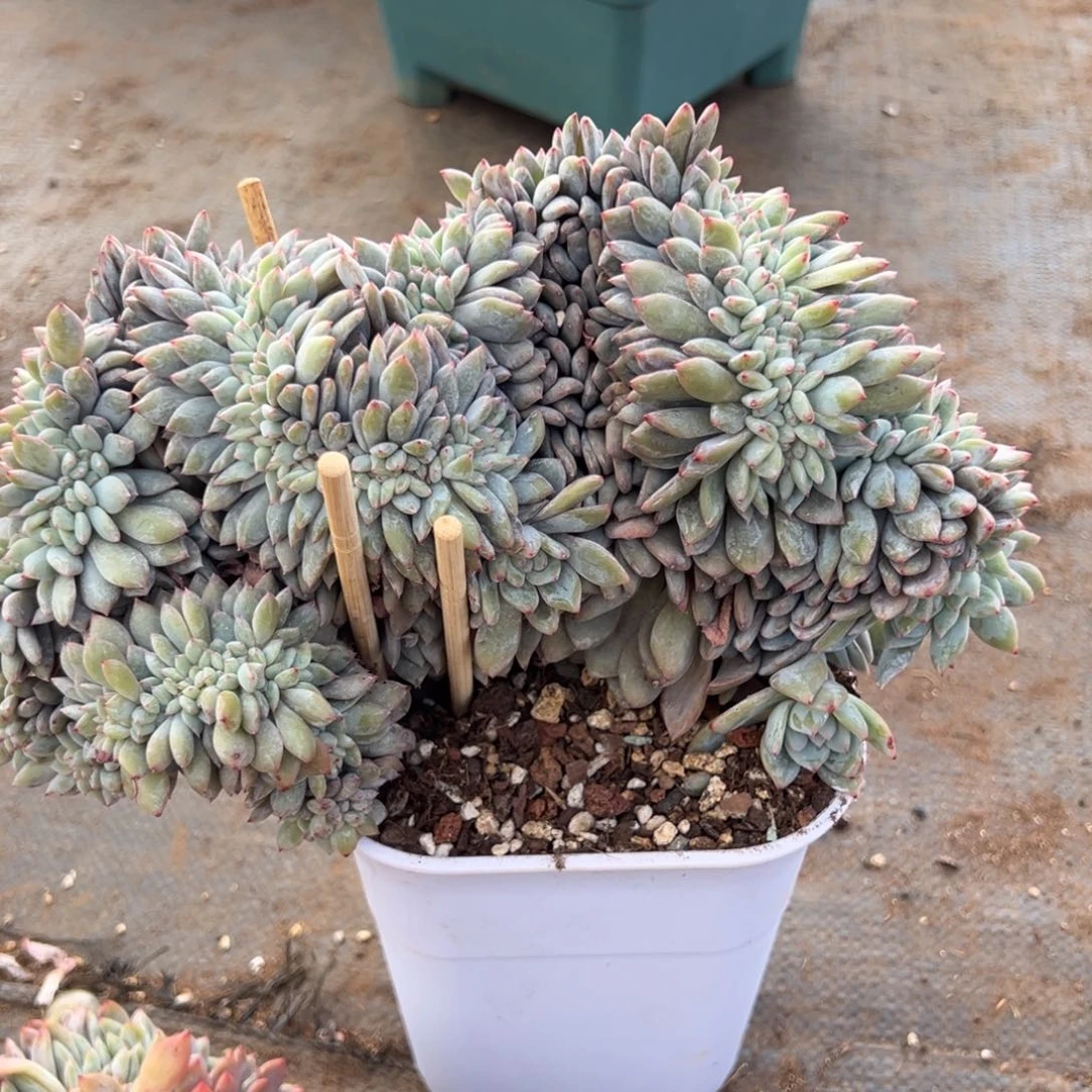 悯***i缀化小树朵朵呀呀呀呀呀呀呀呀