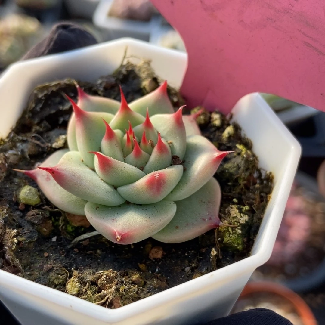 760托丝卡多肉植物保护