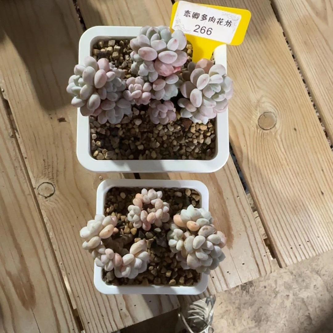 甘**馨266玉如意老桩多头无砍