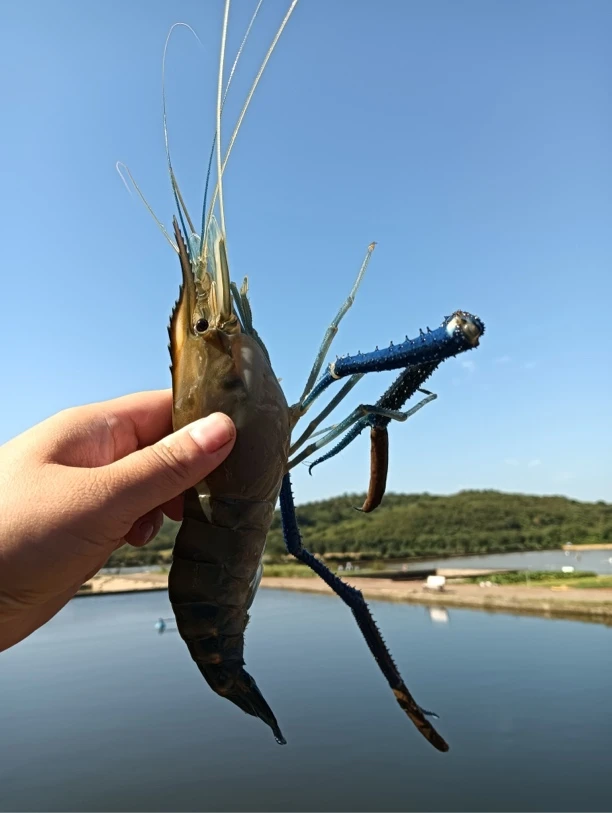冰鲜淡水罗氏沼虾肉质饱满新鲜美味应季大虾