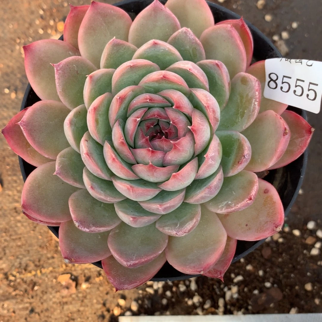 8555杂交多肉老桩