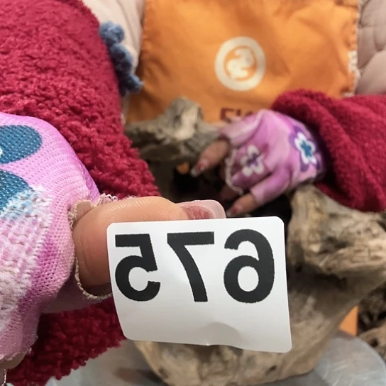 (****)紫砂壶的制作方法是用