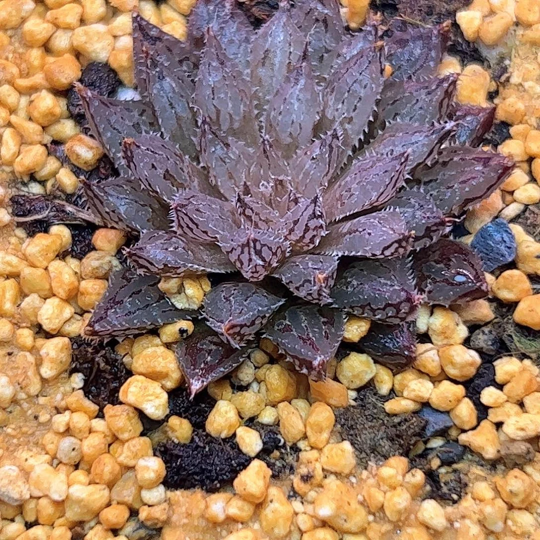 岩兰十二卷多肉植物满
