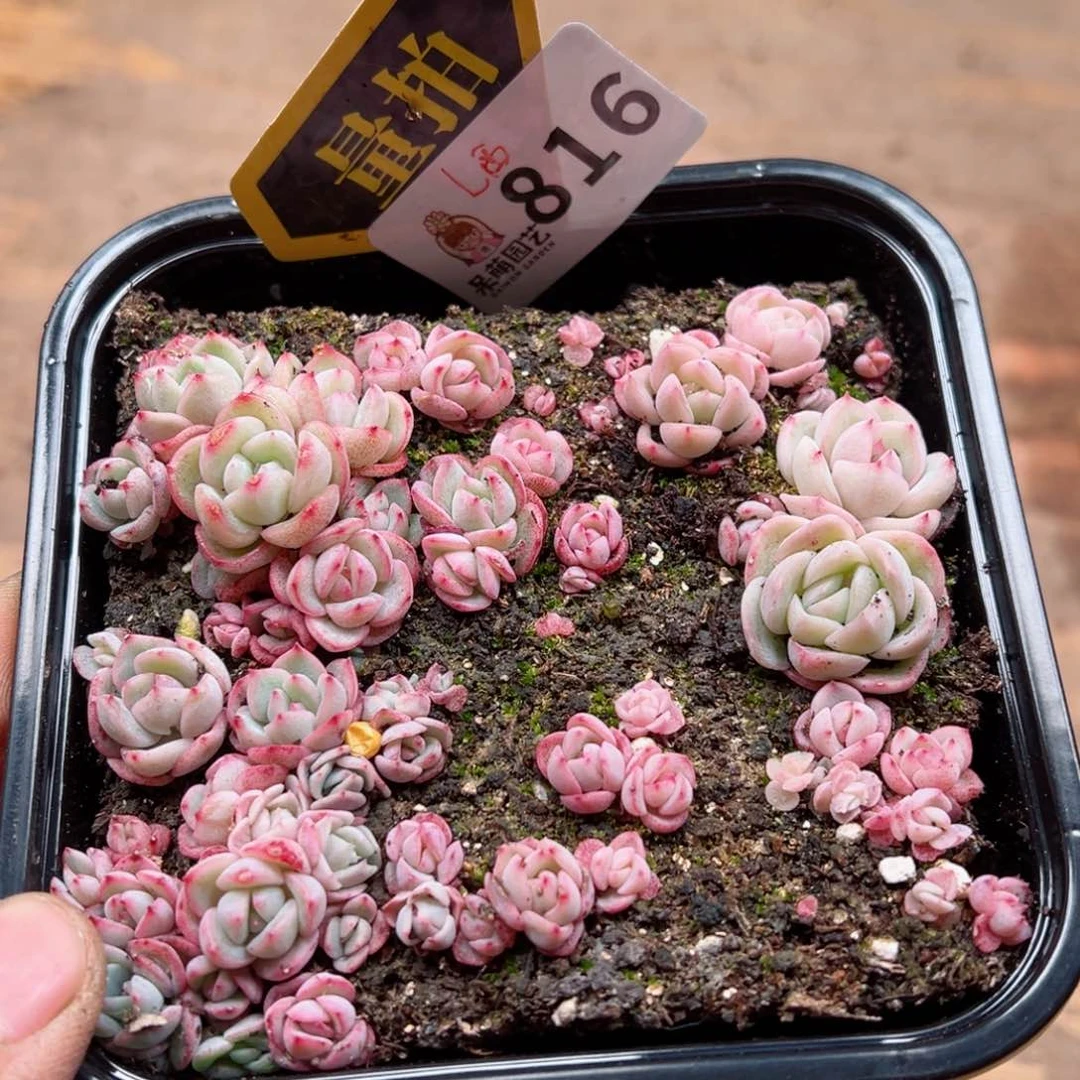 多肉植物多肉植物