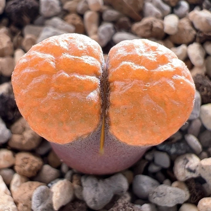 A931。优选火麒麟蛋糕。