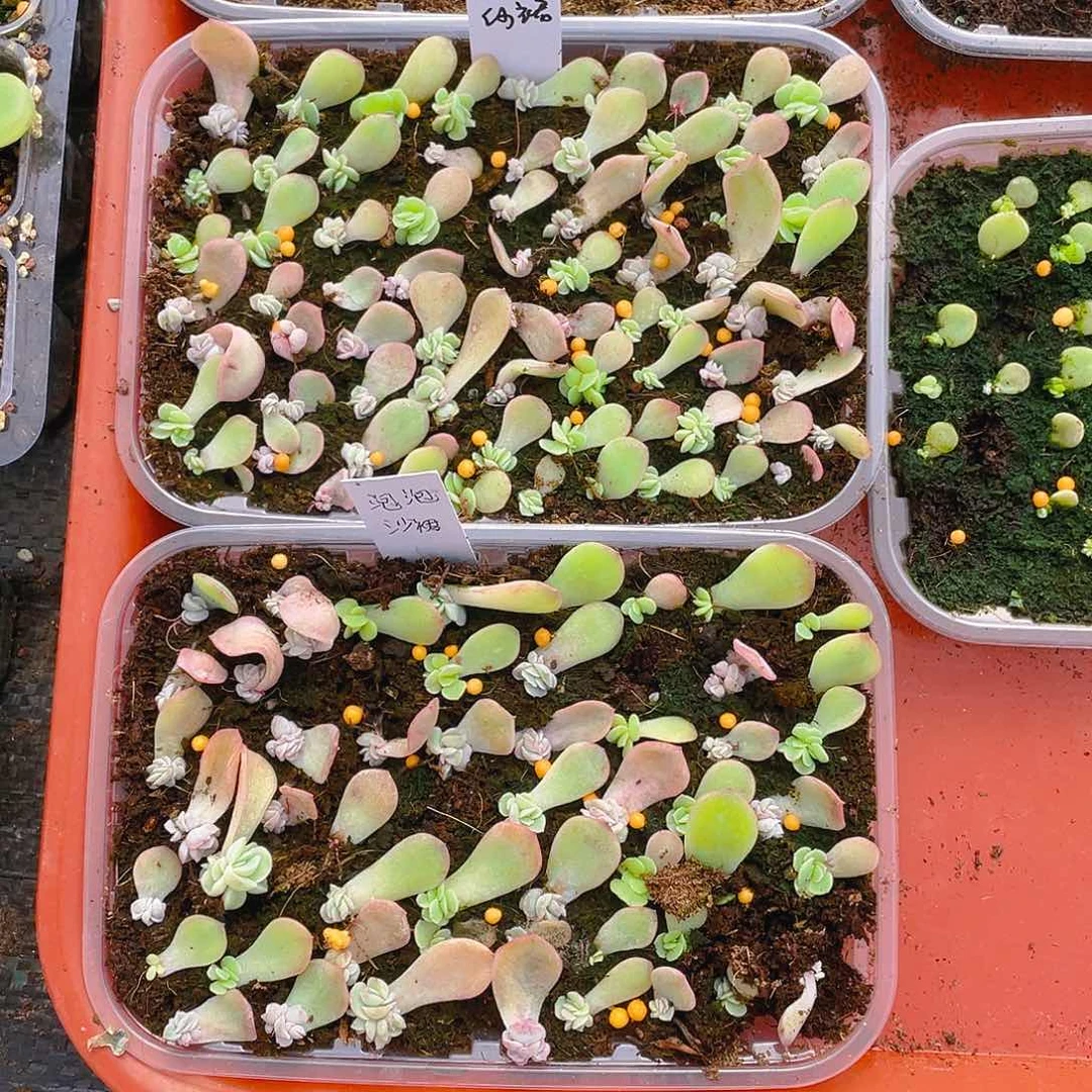 泡泡沙裙 芝麻苗一个满25包邮