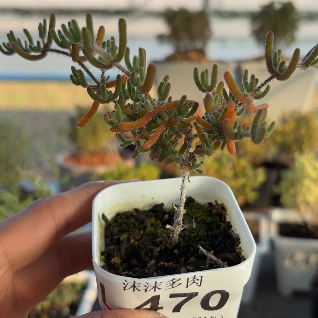 470冰川枝干番杏福利