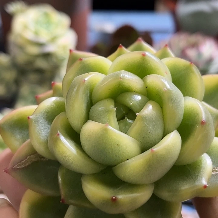 一***⁹晴空珍妮多肉植物哇啦塞
