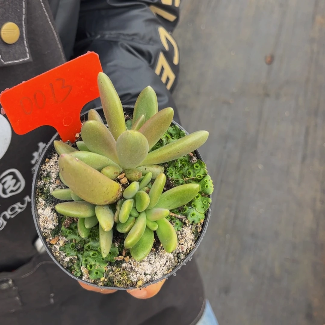 0013号上午多肉植物群生多肉植物