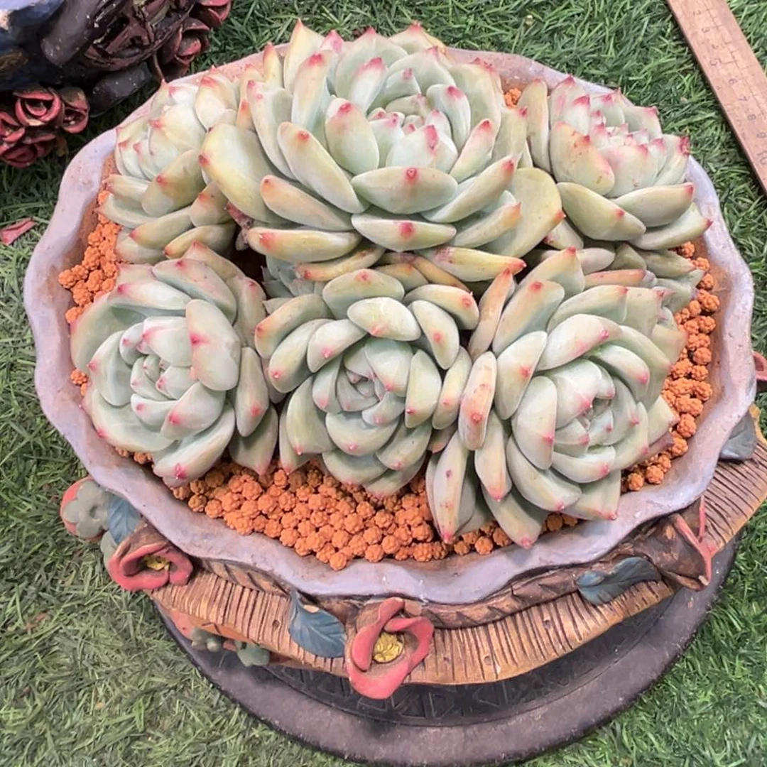 C****…ci姐白拉糖无砍