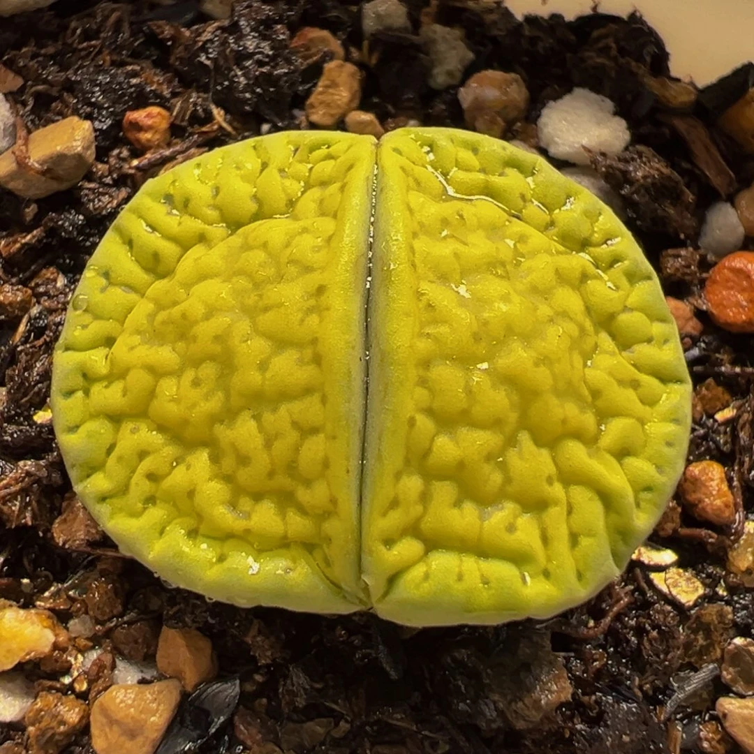 522多肉植物种类d