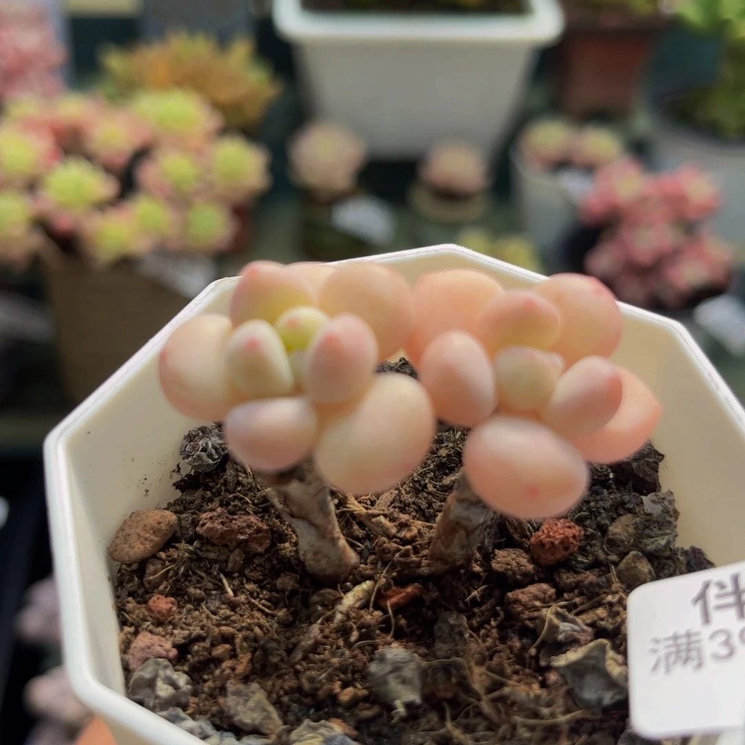 961萤火虫3cm多肉