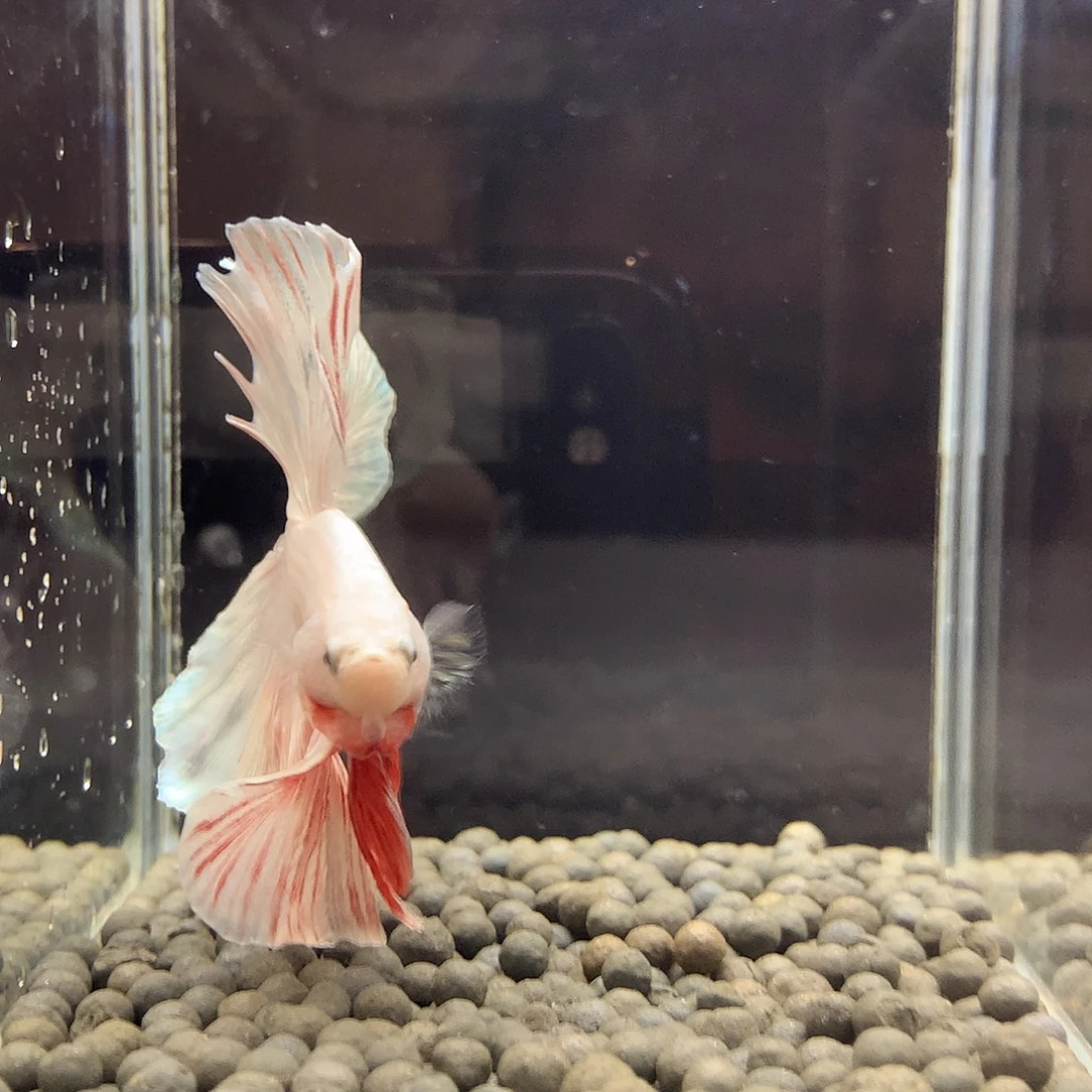 海水鱼七弟泰国斗鱼28