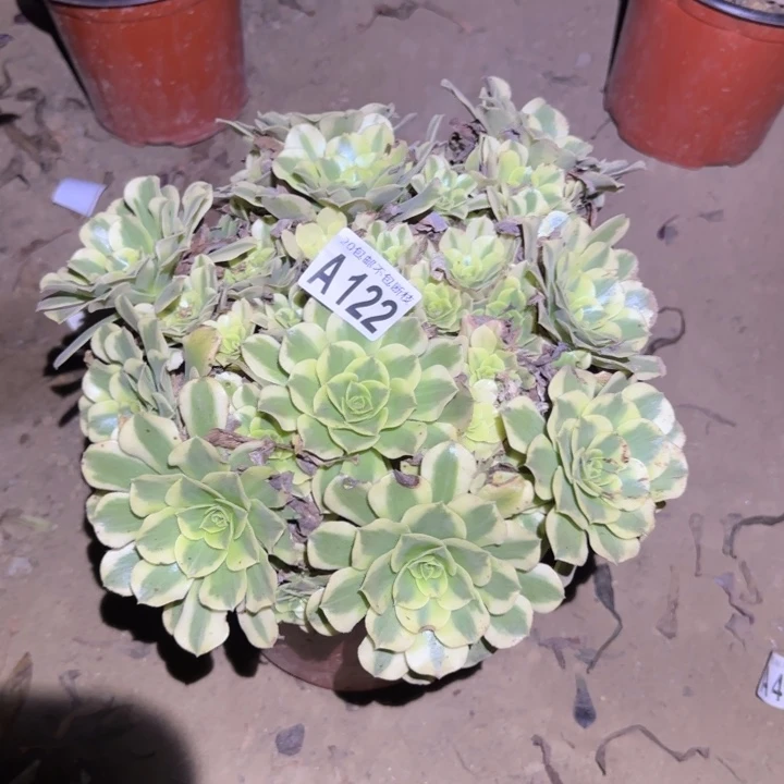 绿豆沙……不包断枝……多肉植物