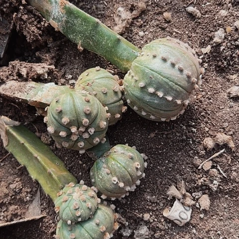 2423处理四个仙人球