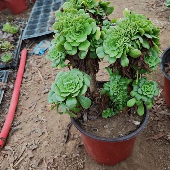 绿羊绒缀加急法师4