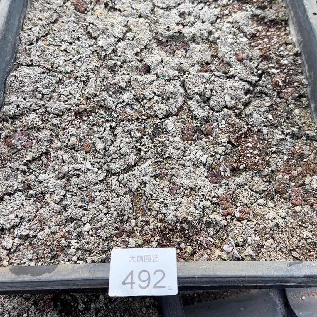 清框脱土发无售后。492