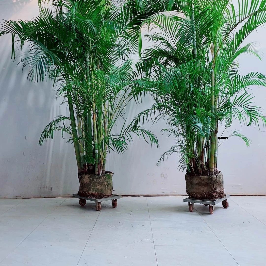 无花朵近**方68999999