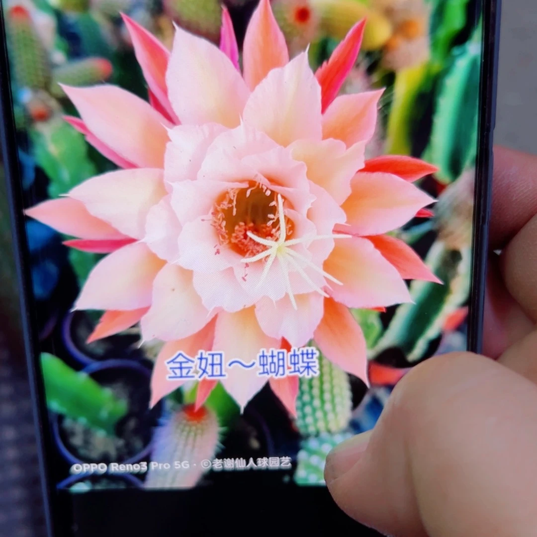 下48金妞蝴蝶歪无根侧芽5公分左右20包邮