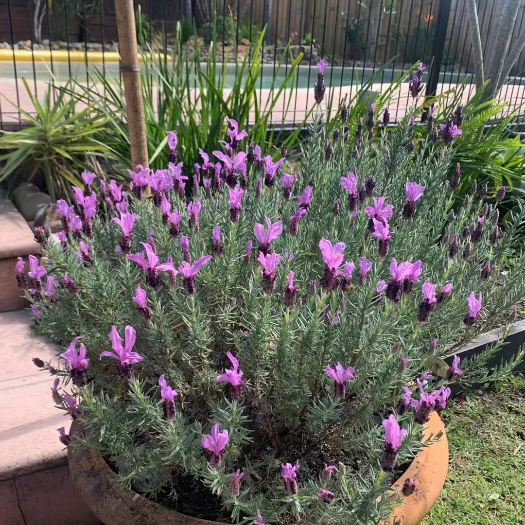 【薰衣草】庭院阳台蓝色花海播种丛生好看好养
