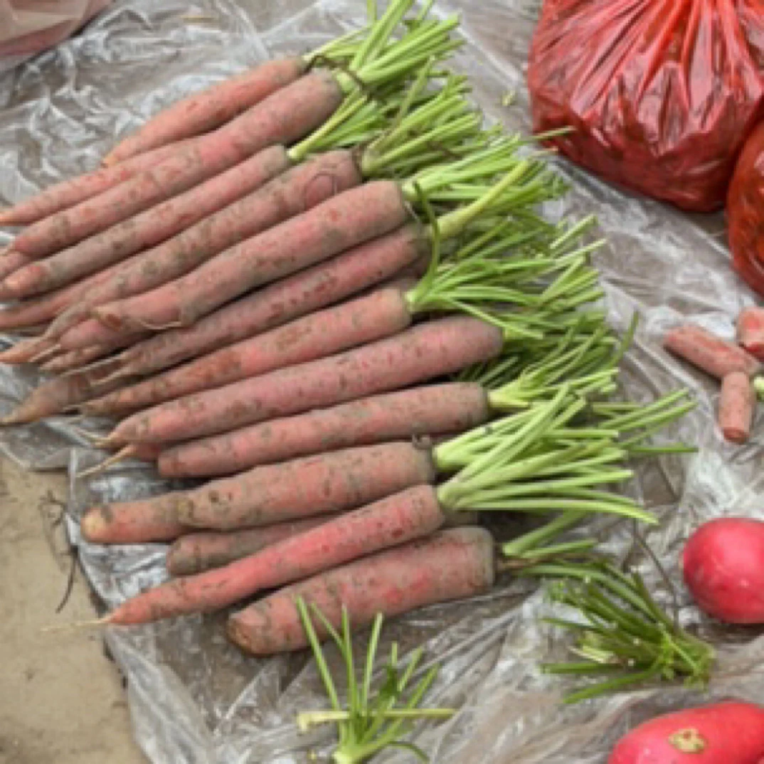 【胡萝卜】-高山新鲜红萝卜当季蔬菜