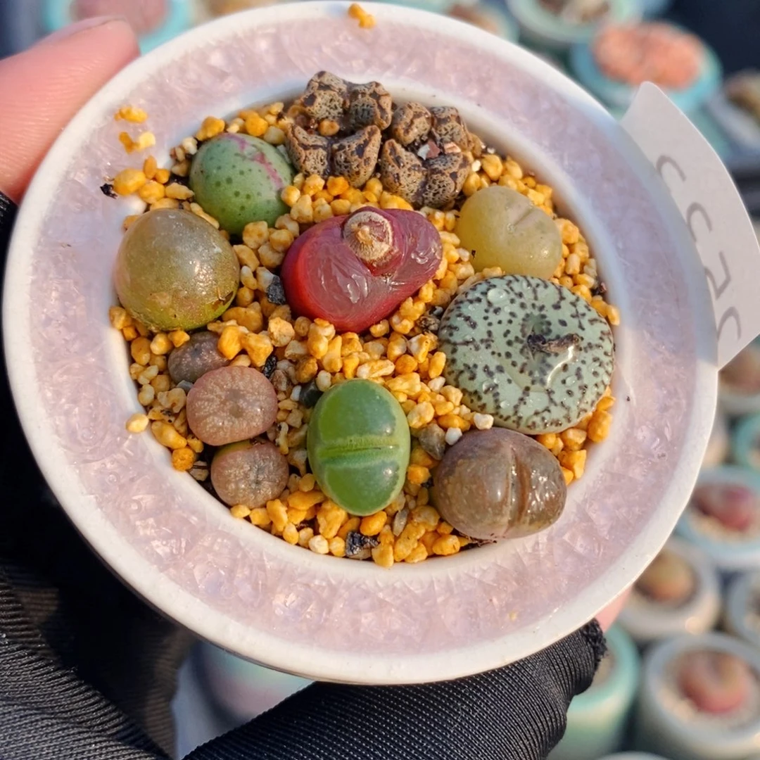 2533-一物一拍 带盆