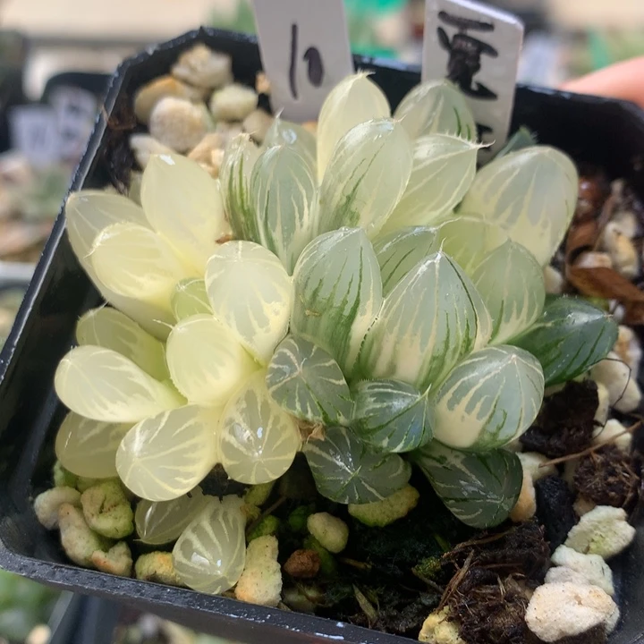 霓虹灯玉露锦一物一拍