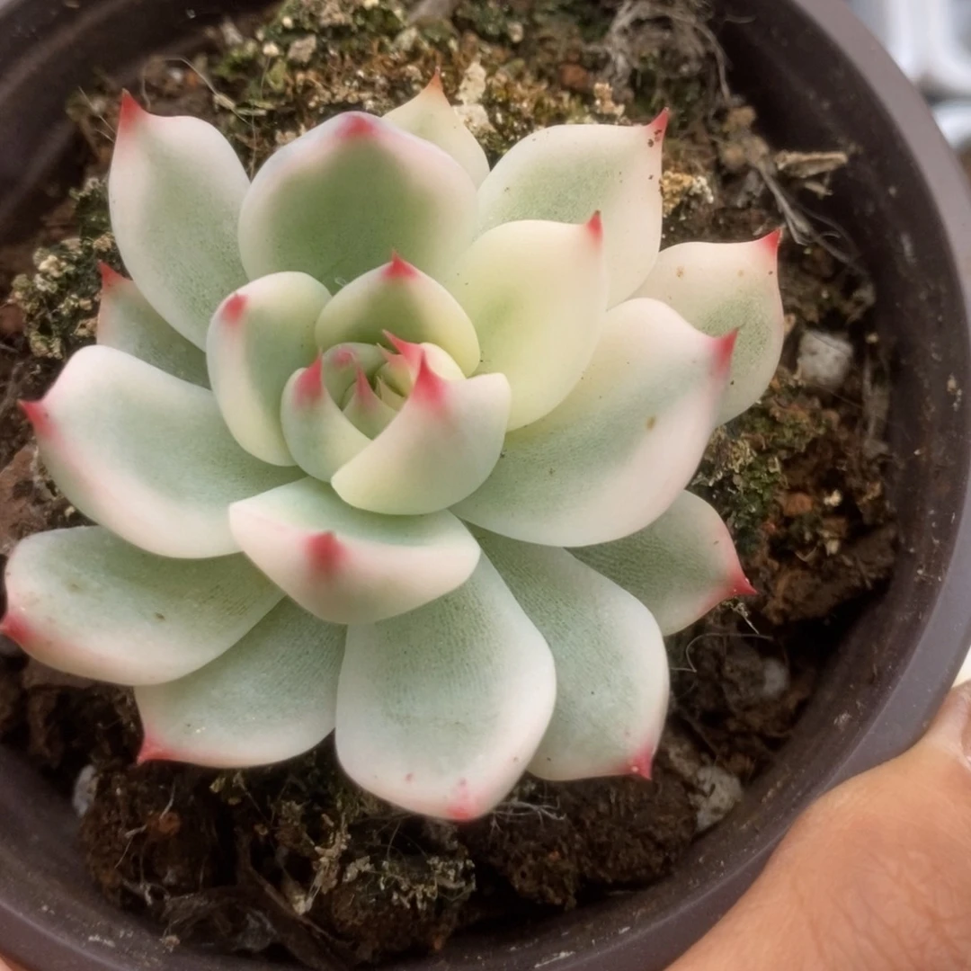 432锦锦锦锦锦锦锦锦锦