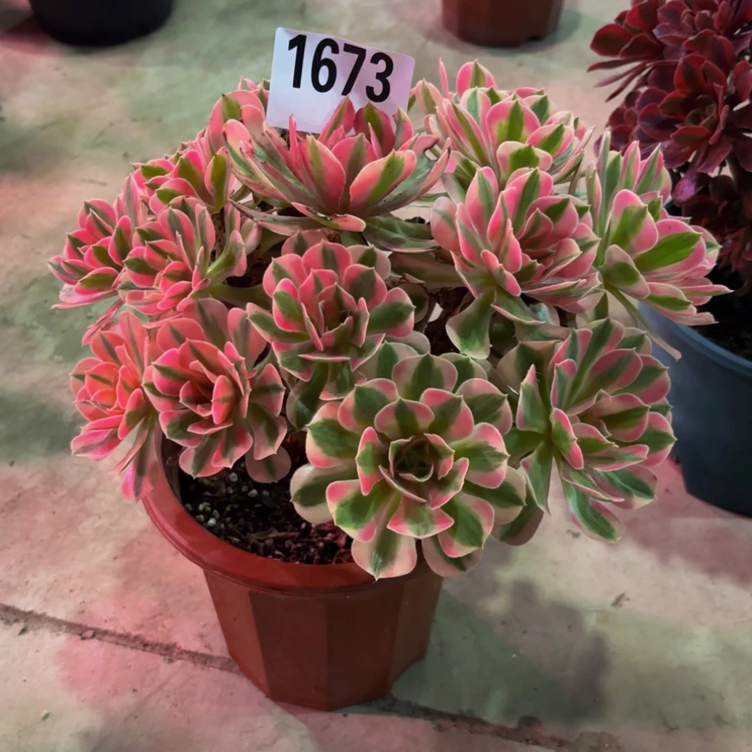 无花朵1673粉女巫111111