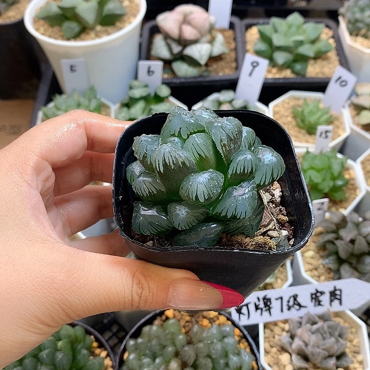 冰灯 一物一拍 带盆土