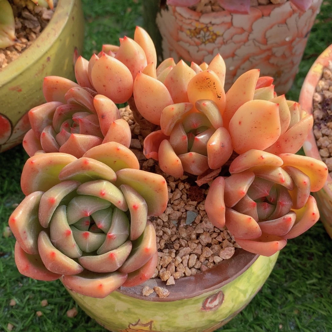 香槟13 公分一物一拍