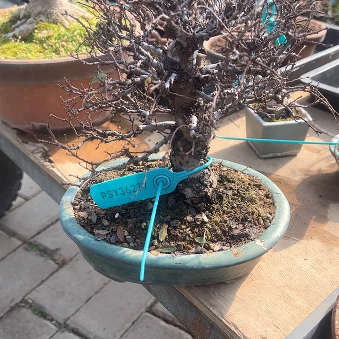 红陶刘*22顺丰到付。