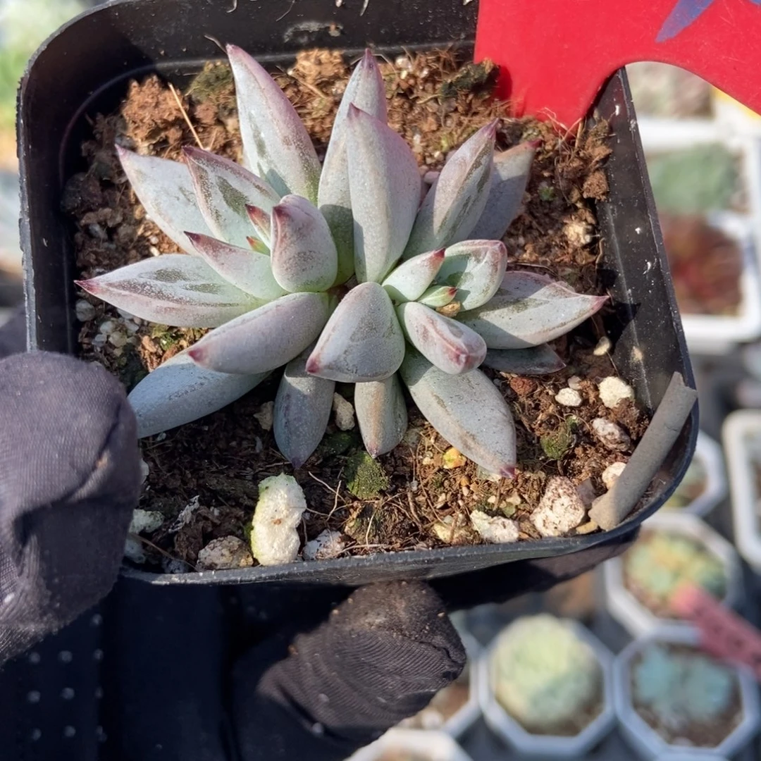 974魔爪多肉植物多肉