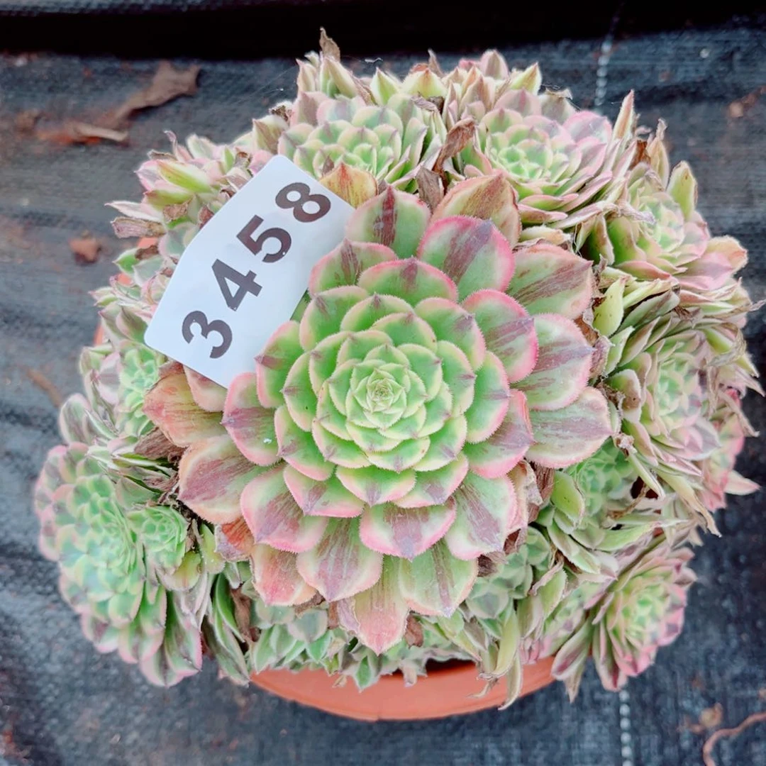 糖果炮弹多肉发货发货