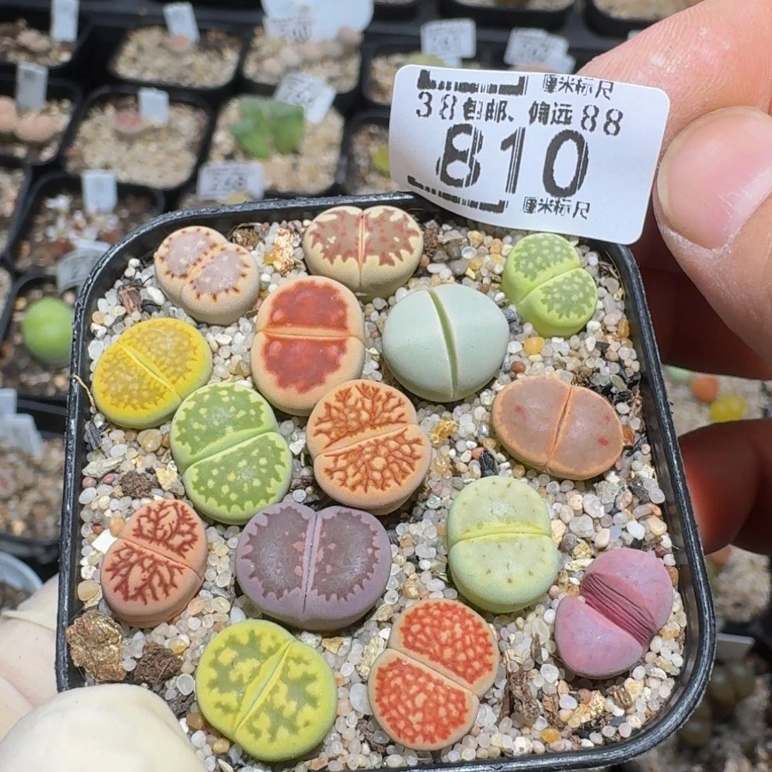 zzzz精品生石花810