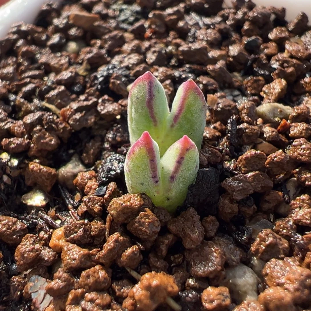 852多肉植物种类多样