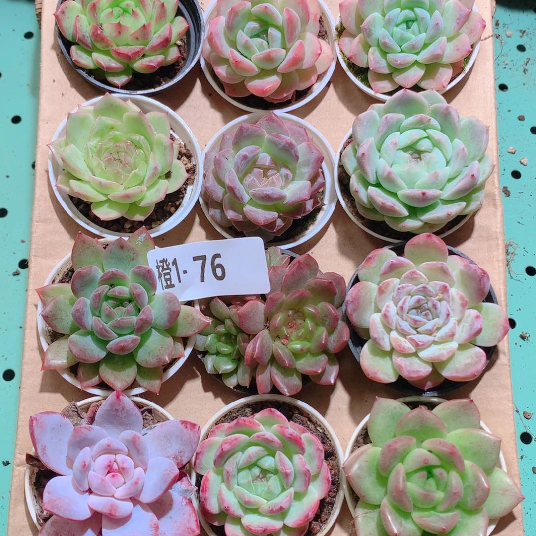 1-76一物一拍多肉带盆18颗