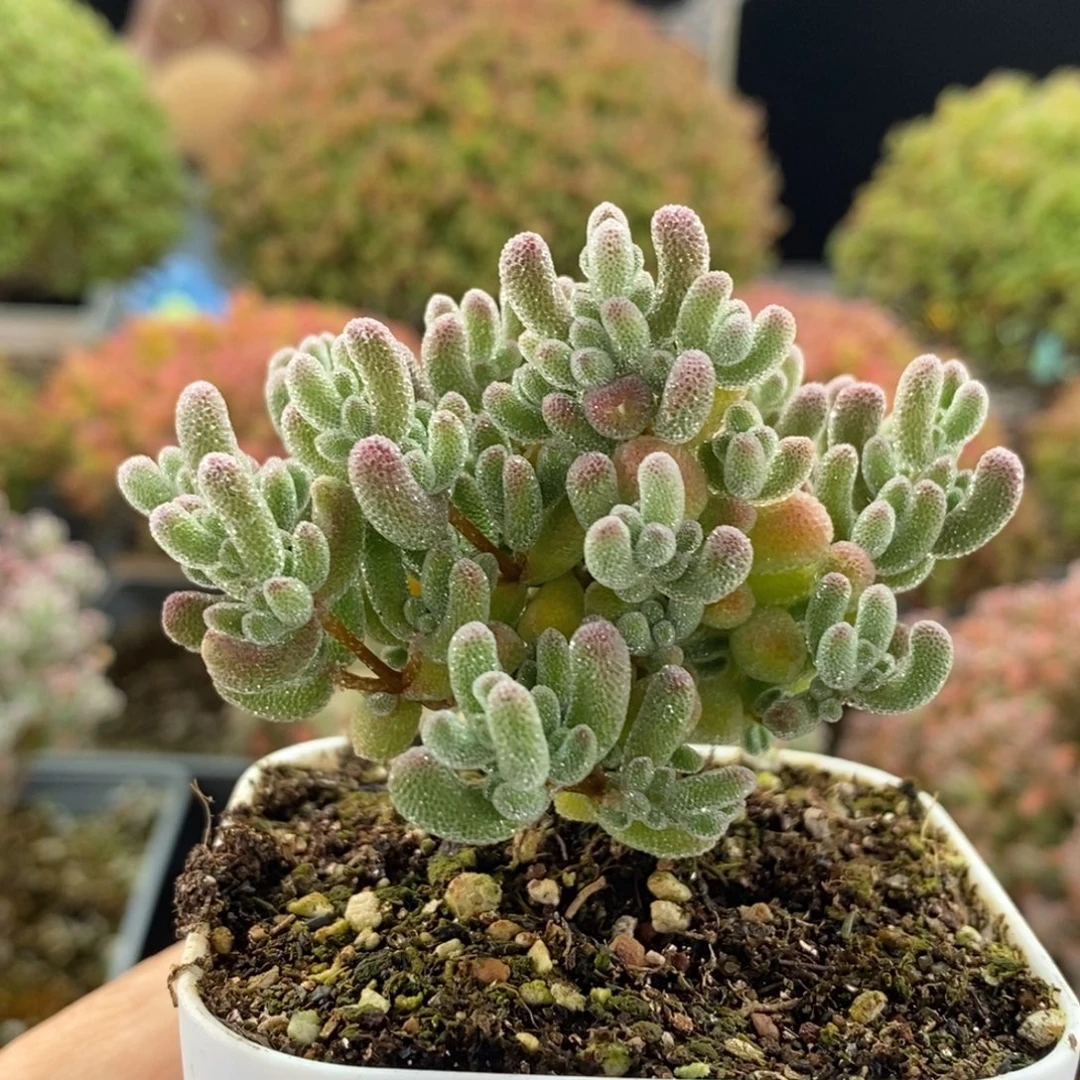 优选冰晶3441枝干番杏