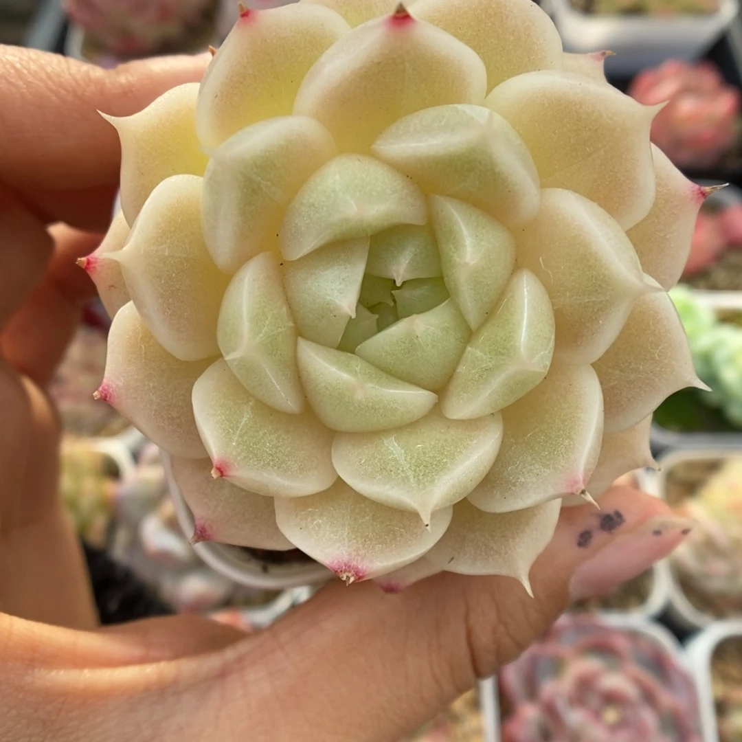 油透麦秆可拍575号。