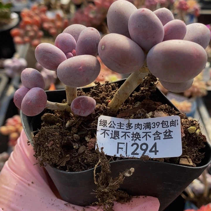 彩虹奶294多肉植物