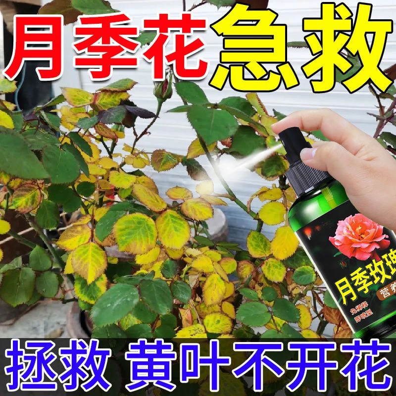 【不用稀释】月季专用肥防黄叶不开花催花爆花月季玫瑰专用营养液