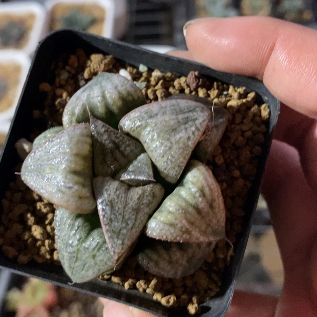 Z***z435 一颗新粉福利。