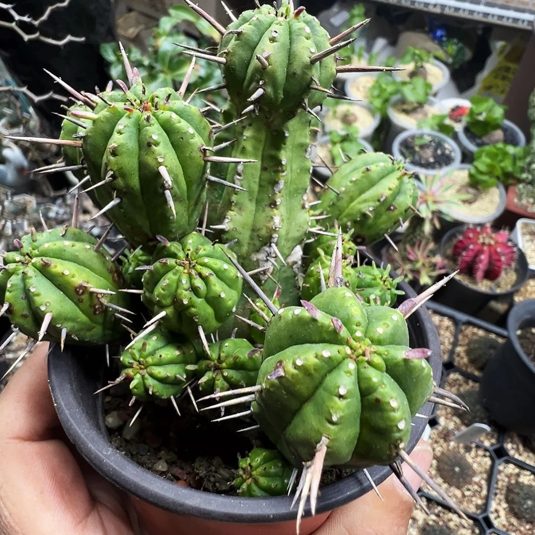 虹彩阁脱土发货不带盆