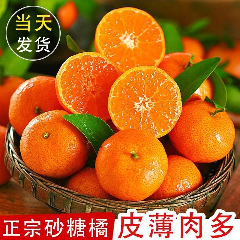 正宗广西砂糖橘当季新鲜水果金秋砂糖橘皮薄鲜甜爆汁现摘现发
