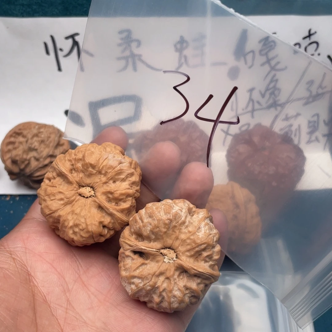核桃5igxuxuguxggxgux